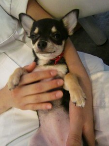 ちまき (4) ちまき (4)