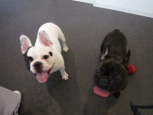 ボブジャック２