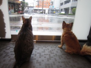 リリー4 リリー4