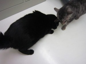 リオン2 リオン2