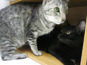 リオン4 リオン4