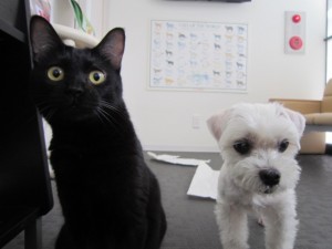 リオン1 リオン1