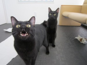 ロジェリオン ロジェリオン