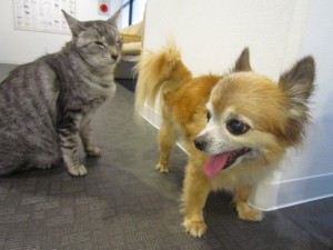 リリー3 リリー3