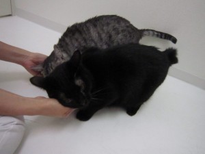 リオン3 リオン3