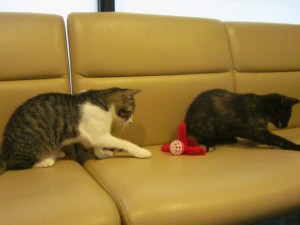 アリア・フーガ