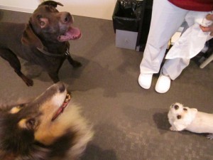 ビー・ムー2 ビー・ムー2