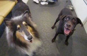 ビー・ムー ビー・ムー