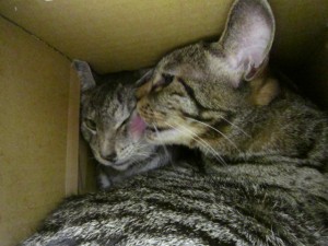 ももすけ・ももた 2