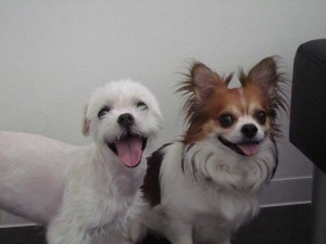 けんすけ5 けんすけ5