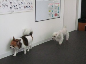 けんすけ4 けんすけ4