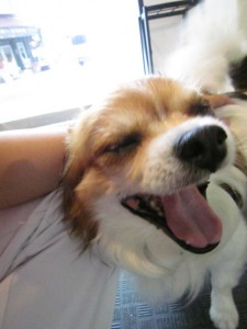 けんすけ けんすけ