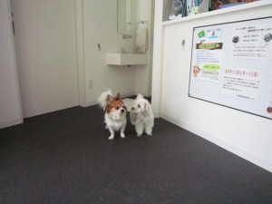 けんすけ2 けんすけ2