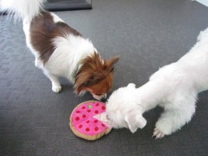 けんすけ3 けんすけ3