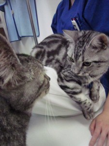 小太郎4 小太郎4