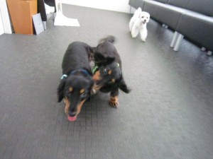 パンチジュニア４