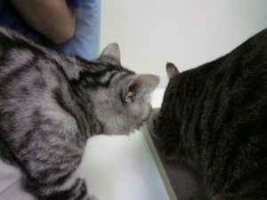 小太郎3 小太郎3