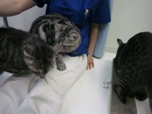 小太郎5 小太郎5