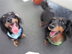 パンチジュニア