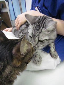 小太郎2 小太郎2