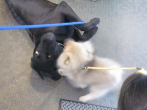 パピー5 パピー5