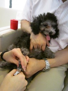 パピー4 パピー4