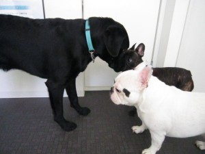 ボブジャック４