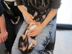 パピー3 パピー3