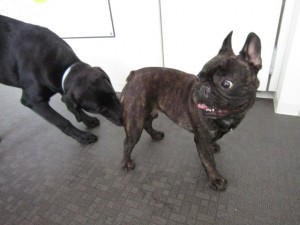 ボブジャック２