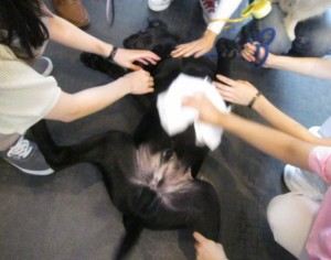 パピー6 パピー6