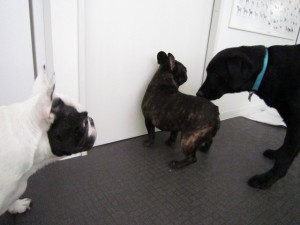 ボブジャック３