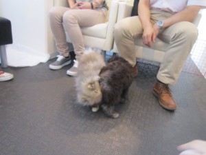 パピー2 パピー2