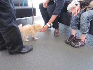 パピー1 パピー1