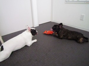 ボブジャック５