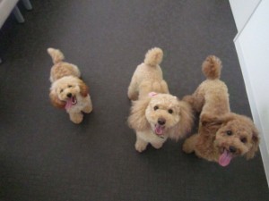 １ラムポカシフォ