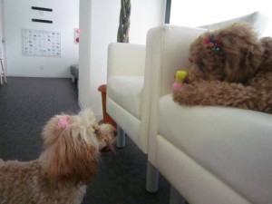 ３ポカリ・シフォン