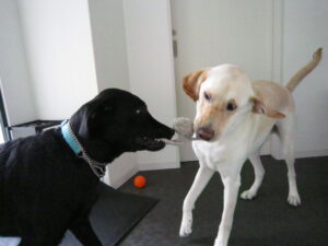 クイン2 クイン2