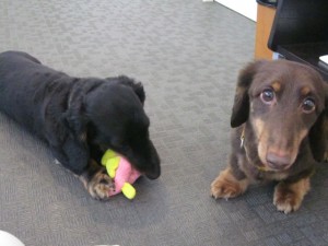 しょうたん・ちゃあたん