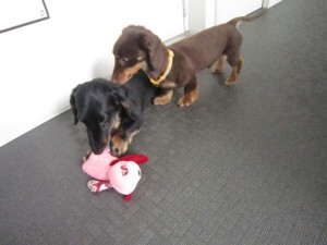 しょうたん・ちゃあたん2