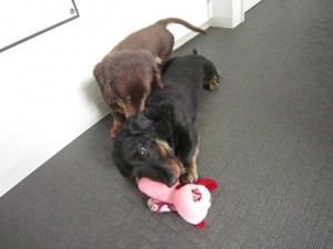 しょうたん・ちゃあたん3