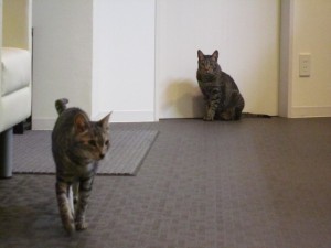 ２ももすけ・ももた