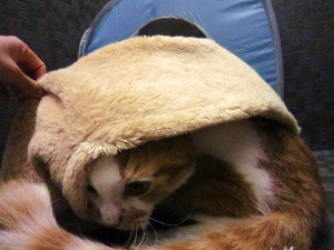 るぅ・らいす５