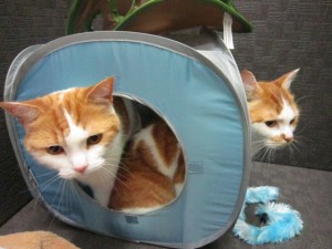 るぅ・らいす３