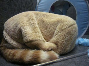 るぅ・らいす４