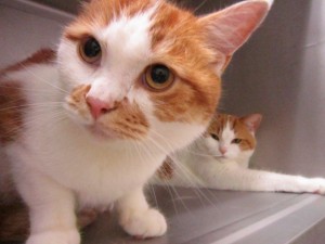 らいす・るぅ２