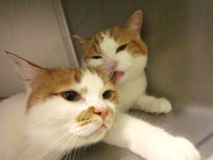 らいす・るぅ１