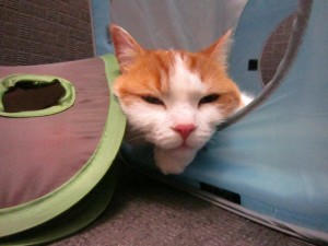 るぅ・らいす６