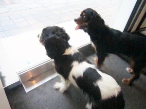 5ブリ・ボン 5ブリ・ボン