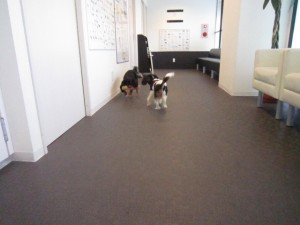 3ブリ・ボン 3ブリ・ボン