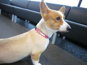 1さくら 1さくら